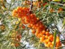 Hippophae  Rhamnoides